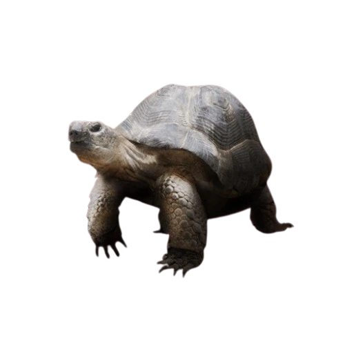 Russian Tortoise